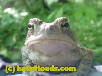 /home//u458753944/public_html/sourcegallery//Toads/P11/P1120591.JPG