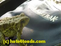 /home//u458753944/public_html/sourcegallery//Toads/P11/P1120597.JPG