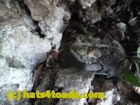/home//u458753944/public_html/sourcegallery//Toads/P11/P1120603.JPG