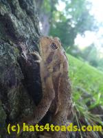 /home//u458753944/public_html/sourcegallery//Toads/P11/P1120632.JPG