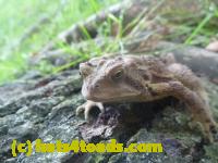 /home//u458753944/public_html/sourcegallery//Toads/P11/P1120633.JPG