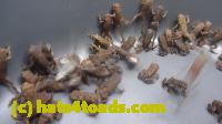 /home//u458753944/public_html/sourcegallery//Toads/P11/P1120669.JPG
