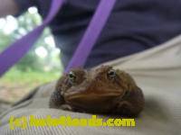 /home//u458753944/public_html/sourcegallery//Toads/P11/P1120686.JPG