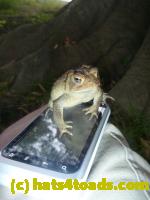 /home//u458753944/public_html/sourcegallery//Toads/P11/P1120690.JPG