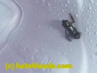 /home//u458753944/public_html/sourcegallery//Toads/P11/P1120701.JPG