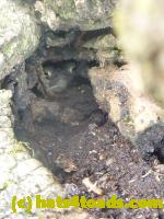 /home//u458753944/public_html/sourcegallery//Toads/P11/P1120705.JPG