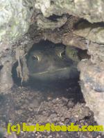 /home//u458753944/public_html/sourcegallery//Toads/P11/P1120722.JPG