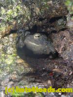 /home//u458753944/public_html/sourcegallery//Toads/P11/P1120731.JPG