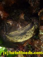 /home//u458753944/public_html/sourcegallery//Toads/P11/P1120732.JPG