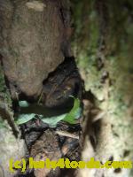 /home//u458753944/public_html/sourcegallery//Toads/P11/P1120750.JPG