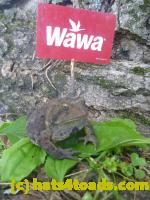/home//u458753944/public_html/sourcegallery//Toads/P11/P1120751.JPG