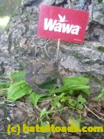 /home//u458753944/public_html/sourcegallery//Toads/P11/P1120755.JPG