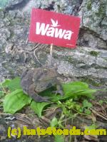 /home//u458753944/public_html/sourcegallery//Toads/P11/P1120756.JPG