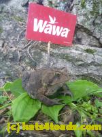 /home//u458753944/public_html/sourcegallery//Toads/P11/P1120759.JPG