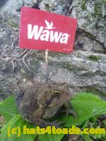 /home//u458753944/public_html/sourcegallery//Toads/P11/P1120760.JPG