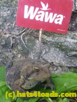 /home//u458753944/public_html/sourcegallery//Toads/P11/P1120765.JPG