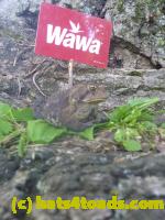 /home//u458753944/public_html/sourcegallery//Toads/P11/P1120766.JPG