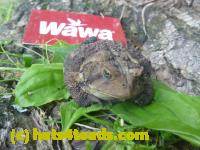 /home//u458753944/public_html/sourcegallery//Toads/P11/P1120770.JPG
