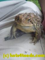 /home//u458753944/public_html/sourcegallery//Toads/P11/P1120826.JPG