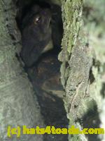 /home//u458753944/public_html/sourcegallery//Toads/P11/P1120917.JPG