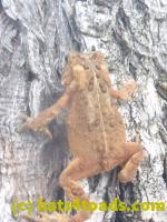 /home//u458753944/public_html/sourcegallery//Toads/P11/P1130385.JPG