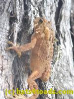 /home//u458753944/public_html/sourcegallery//Toads/P11/P1130386.JPG