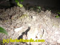 /home//u458753944/public_html/sourcegallery//Toads/P11/P1160609.JPG