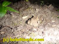 /home//u458753944/public_html/sourcegallery//Toads/P11/P1160610.JPG