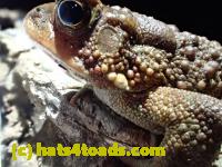 /home//u458753944/public_html/sourcegallery//Toads/P41/P4110048.JPG