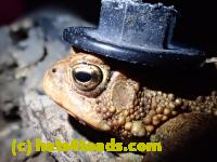 /home//u458753944/public_html/sourcegallery//Toads/P41/P4110052.JPG