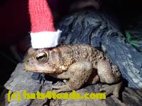 /home//u458753944/public_html/sourcegallery//Toads/P41/P4110054.JPG