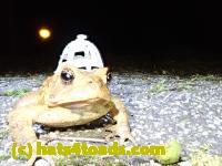 /home//u458753944/public_html/sourcegallery//Toads/P41/P4130411.JPG