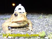 /home//u458753944/public_html/sourcegallery//Toads/P41/P4130413.JPG