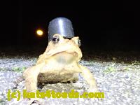 /home//u458753944/public_html/sourcegallery//Toads/P41/P4130415.JPG