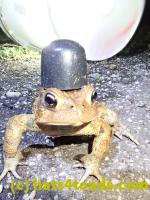 /home//u458753944/public_html/sourcegallery//Toads/P41/P4130426.JPG