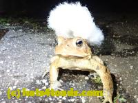 /home//u458753944/public_html/sourcegallery//Toads/P41/P4130428.JPG