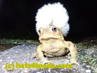 /home//u458753944/public_html/sourcegallery//Toads/P41/P4130430.JPG