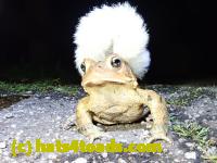 /home//u458753944/public_html/sourcegallery//Toads/P41/P4130432.JPG