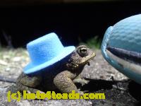 /home//u458753944/public_html/sourcegallery//Toads/P41/P4150652.JPG