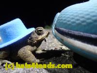 /home//u458753944/public_html/sourcegallery//Toads/P41/P4150653.JPG