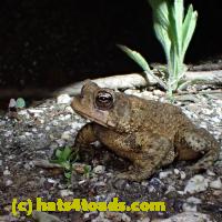 /home//u458753944/public_html/sourcegallery//Toads/P41/P4180382.JPG