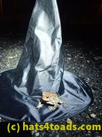 /home//u458753944/public_html/sourcegallery//Toads/P50/P5050012.JPG