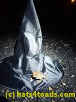 /home//u458753944/public_html/sourcegallery//Toads/P50/P5050013.JPG