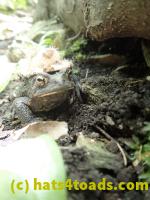 /home//u458753944/public_html/sourcegallery//Toads/P50/P5090496.JPG