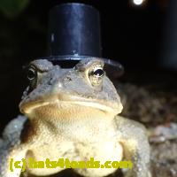 /home//u458753944/public_html/sourcegallery//Toads/P51/P5150020.JPG