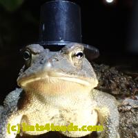 /home//u458753944/public_html/sourcegallery//Toads/P51/P5150021.JPG