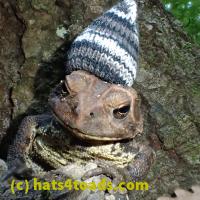 /home//u458753944/public_html/sourcegallery//Toads/P60/P6040666.JPG
