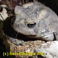 /home//u458753944/public_html/sourcegallery//Toads/P60/P6050672.JPG