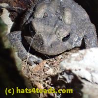 /home//u458753944/public_html/sourcegallery//Toads/P60/P6050674.JPG