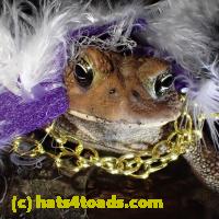 /home//u458753944/public_html/sourcegallery//Toads/P60/P6050682.JPG